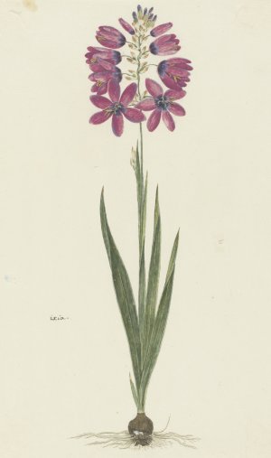 Ixia lutea Eckl. var. ovata by Robert Jacob Gordon Oil Painting