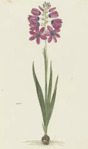 Ixia lutea Eckl. var. ovata by Robert Jacob Gordon Oil Painting