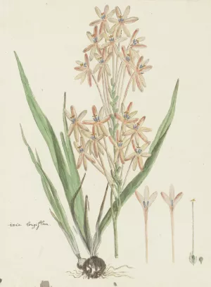 Ixia paniculata D. Delaroche by Robert Jacob Gordon Oil Painting