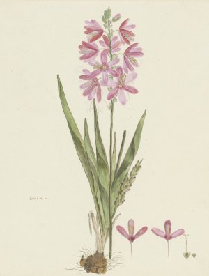 Ixia patens Aiton Oil painting by Robert Jacob Gordon