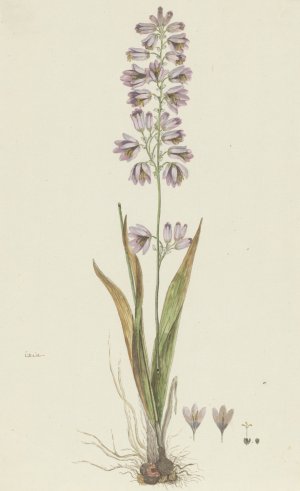 Ixia polystachya L. by Robert Jacob Gordon Oil Painting