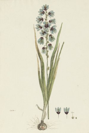 Ixia viridiflora Lam. by Robert Jacob Gordon Oil Painting