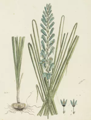 Ixia viridiflora Larn. by Robert Jacob Gordon Oil Painting