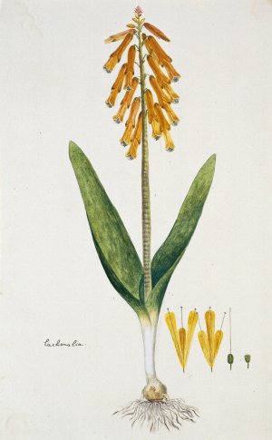 Lachenalia aloides by Robert Jacob Gordon Oil Painting