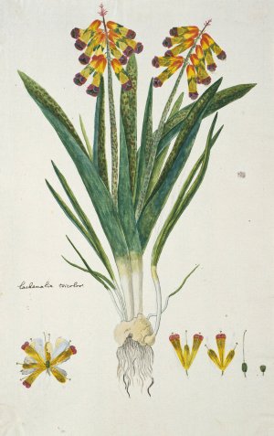 Lachenalia aloides by Robert Jacob Gordon Oil Painting