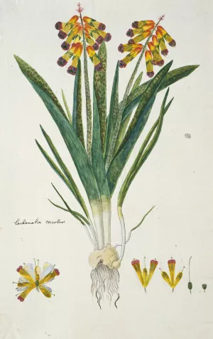 Lachenalia aloides by Robert Jacob Gordon Oil Painting