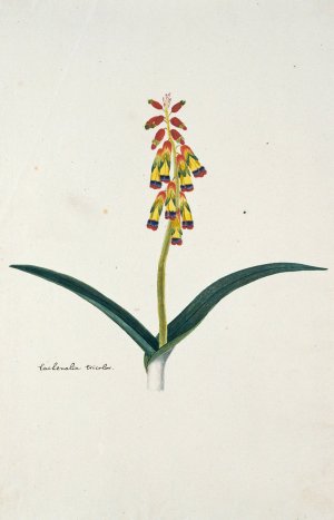 Lachenalia aloides by Robert Jacob Gordon Oil Painting