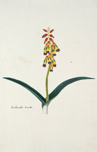 Lachenalia aloides  by Robert Jacob Gordon - Hand-Painted Oil Painting Reproduction