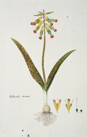 Lachenalia aloides by Robert Jacob Gordon Oil Painting