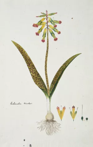 Lachenalia aloides by Robert Jacob Gordon Oil Painting