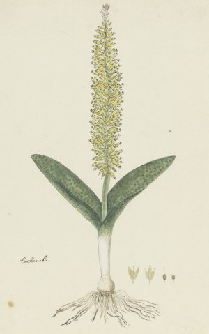 Lachenalia arbuthnotiae W.F. Barker by Robert Jacob Gordon Oil Painting