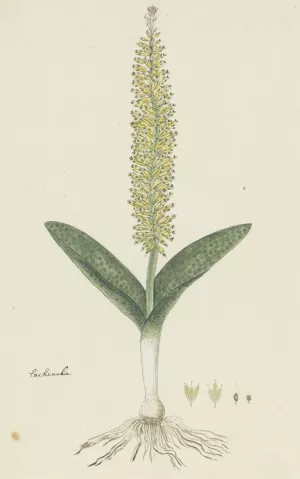 Lachenalia arbuthnotiae W.F. Barker by Robert Jacob Gordon Oil Painting