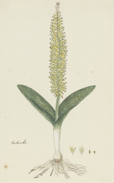 Lachenalia arbuthnotiae W.F. Barker  by Robert Jacob Gordon - Hand-Painted Oil Painting Reproduction