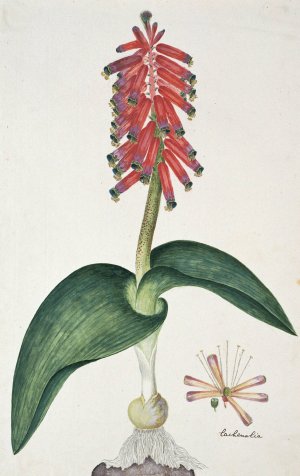 Lachenalia bulbifera by Robert Jacob Gordon Oil Painting
