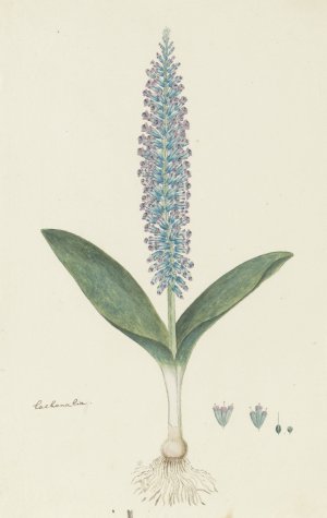 Lachenalia mediana Jacq. by Robert Jacob Gordon Oil Painting