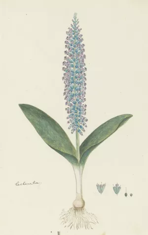 Lachenalia mediana Jacq. by Robert Jacob Gordon Oil Painting