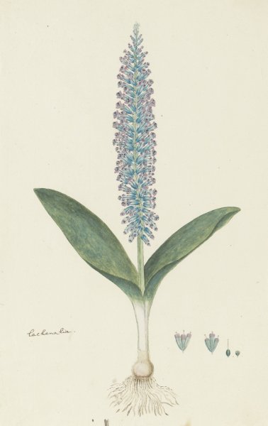 Main Product Photo of Lachenalia mediana Jacq.  Painting by Robert Jacob Gordon