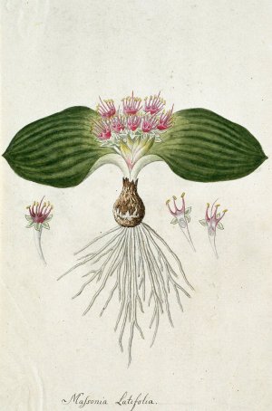Massonia depressa Houtt by Robert Jacob Gordon Oil Painting