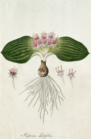 Massonia depressa Houtt by Robert Jacob Gordon Oil Painting