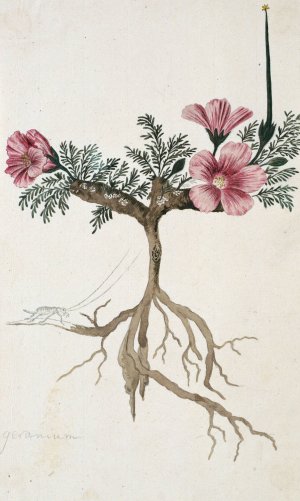 Monsonia multifidum E.Mey. ex Kunth by Robert Jacob Gordon Oil Painting