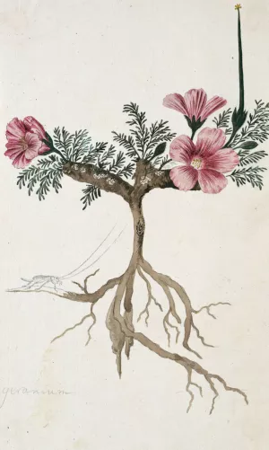 Monsonia multifidum E.Mey. ex Kunth by Robert Jacob Gordon Oil Painting