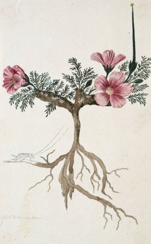 Monsonia multifidum E.Mey. ex Kunth by Robert Jacob Gordon Oil Painting