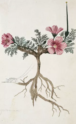 Monsonia multifidum E.Mey. ex Kunth by Robert Jacob Gordon Oil Painting