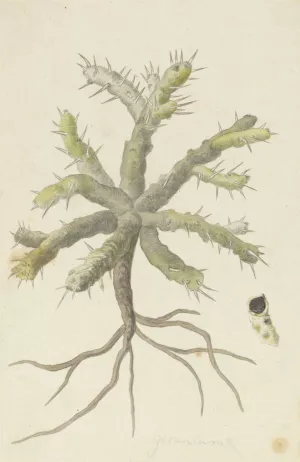 Monsonia patersonii or Monsonia sp. by Robert Jacob Gordon Oil Painting