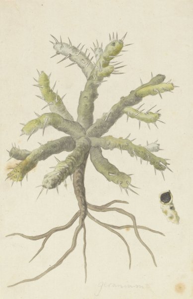Monsonia patersonii or Monsonia sp.  by Robert Jacob Gordon - Hand-Painted Oil Painting Reproduction