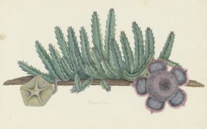 Orbea verrucosa by Robert Jacob Gordon Oil Painting