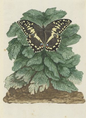 Papilio demodocus by Robert Jacob Gordon Oil Painting