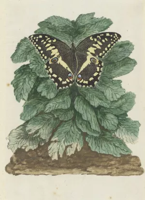 Papilio demodocus by Robert Jacob Gordon Oil Painting