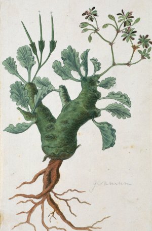 Pelargonium klinghardtense Knuth by Robert Jacob Gordon Oil Painting