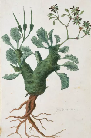 Pelargonium klinghardtense Knuth by Robert Jacob Gordon Oil Painting