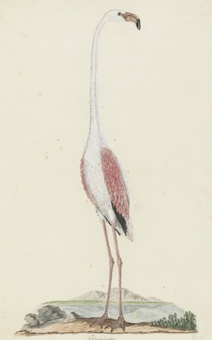 Phoenicopterus ruber roseus by Robert Jacob Gordon Oil Painting