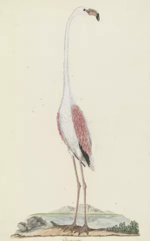 Phoenicopterus ruber roseus by Robert Jacob Gordon Oil Painting