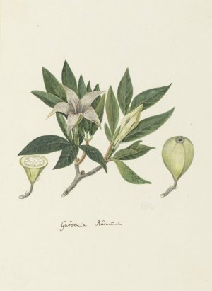 Rothmannia capensis Thunb, formerly gardenia capensis Druce by Robert Jacob Gordon Oil Painting