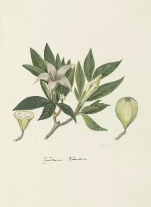Rothmannia capensis Thunb, formerly gardenia capensis Druce by Robert Jacob Gordon Oil Painting