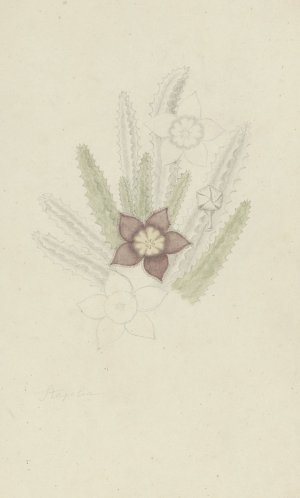 Stapelia hirsute L. by Robert Jacob Gordon Oil Painting