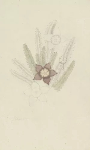 Stapelia hirsute L. by Robert Jacob Gordon Oil Painting