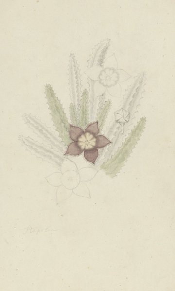Stapelia hirsute L.  by Robert Jacob Gordon - Hand-Painted Oil Painting Reproduction