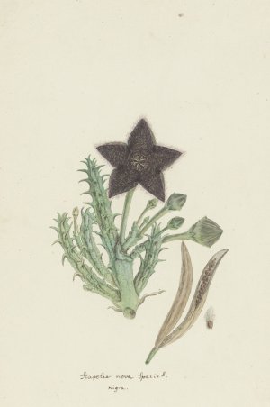 Tridentea gemmiflora by Robert Jacob Gordon Oil Painting