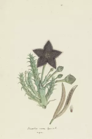 Tridentea gemmiflora by Robert Jacob Gordon Oil Painting