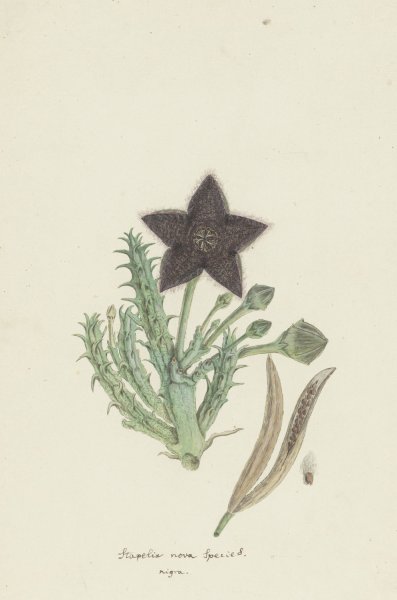Main Product Photo of Tridentea gemmiflora  Painting by Robert Jacob Gordon