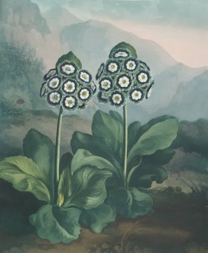 A Group Of Auriculas by Robert John Thornton Oil Painting