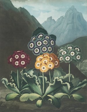 A Group Of Auriculas by Robert John Thornton Oil Painting