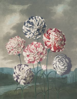 A Group Of Carnations by Robert John Thornton Oil Painting