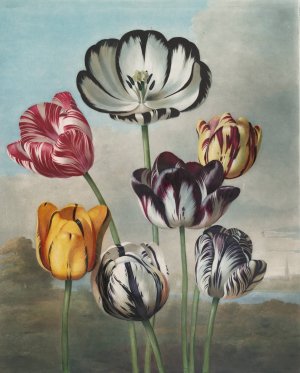 A Group Of Tulips by Robert John Thornton Oil Painting