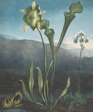 American Bog Plants. I Fetid Pothos. Ii Pitcher Plant. III Venus's Fly Trap by Robert John Thornton Oil Painting