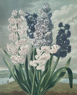 Hyacinths by Robert John Thornton Oil Painting